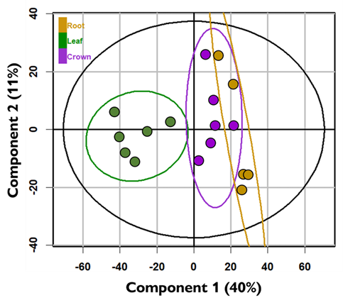 UMNTurf's tweet photo. Don't miss our #WinterTurf blog "Data visualization, processing, and analysis for turfgrass metabolomics experiments" by Kate Freund. She discusses the steps in metabolomic research and how this work is used to explore cold tolerance in perennial ryegrass:
https://t.co/WN0zpcMW1Q https://t.co/34UQOckPRs