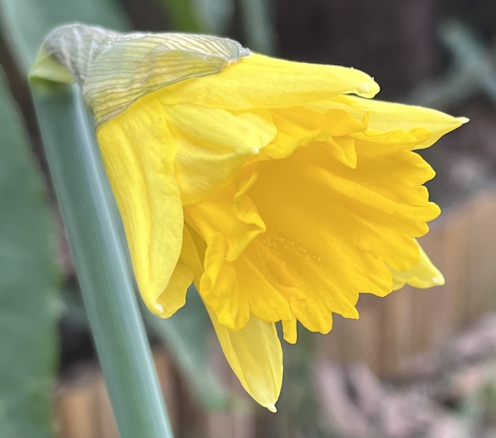 Daffodil season is starting! Fancy doing a PhD looking at the evolution of Narcissus flowers? Fully-funded, 4-year PhD between UoP, SoCoBio DTP and RHS. With Drs. John David and <a href="/konyveskalman/">Kálmán Könyves</a> from the RHS. Pls repost and send me any Qs. Deadline 1 March. tinyurl.com/2n3a993e
