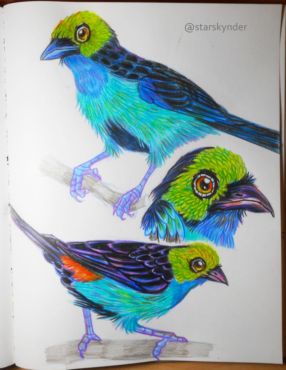 starskynder's tweet photo. Paradise Tanager #birbfest2024 #birbfest #animals #wildlife #art #illustration #drawing #birbs #sketchbook https://t.co/NLEjdrRHz4