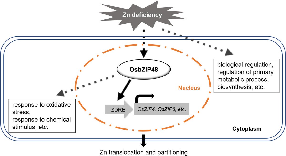 Exciting find! The transcription factor OsbZIP48 dictates rice responses to zinc deficiency, a collaborative effort between Luquing Zheng and our labs. Plant, Cell &amp; Environment - Wiley Online Library onlinelibrary.wiley.com/doi/10.1111/pc…