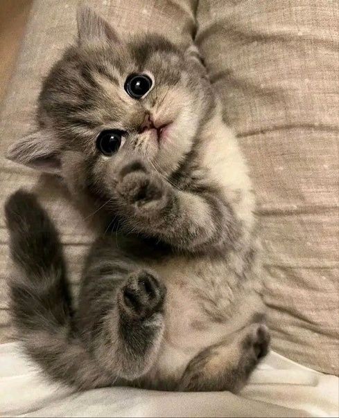 Catsillyness's tweet photo. baby https://t.co/ORGD1zoNJr