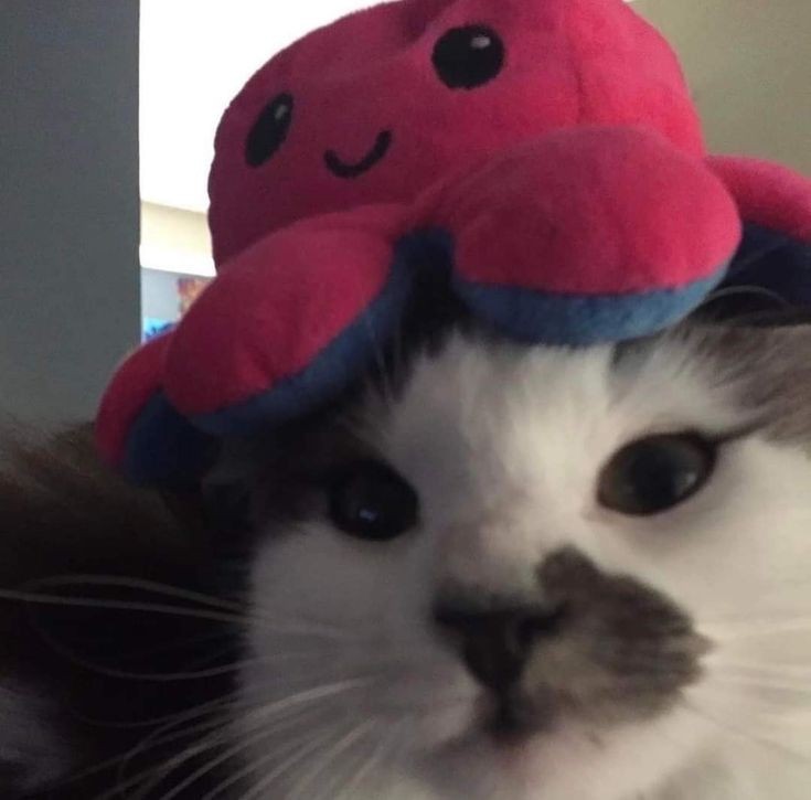 smol silly cat (@catsillyness) on Twitter photo 