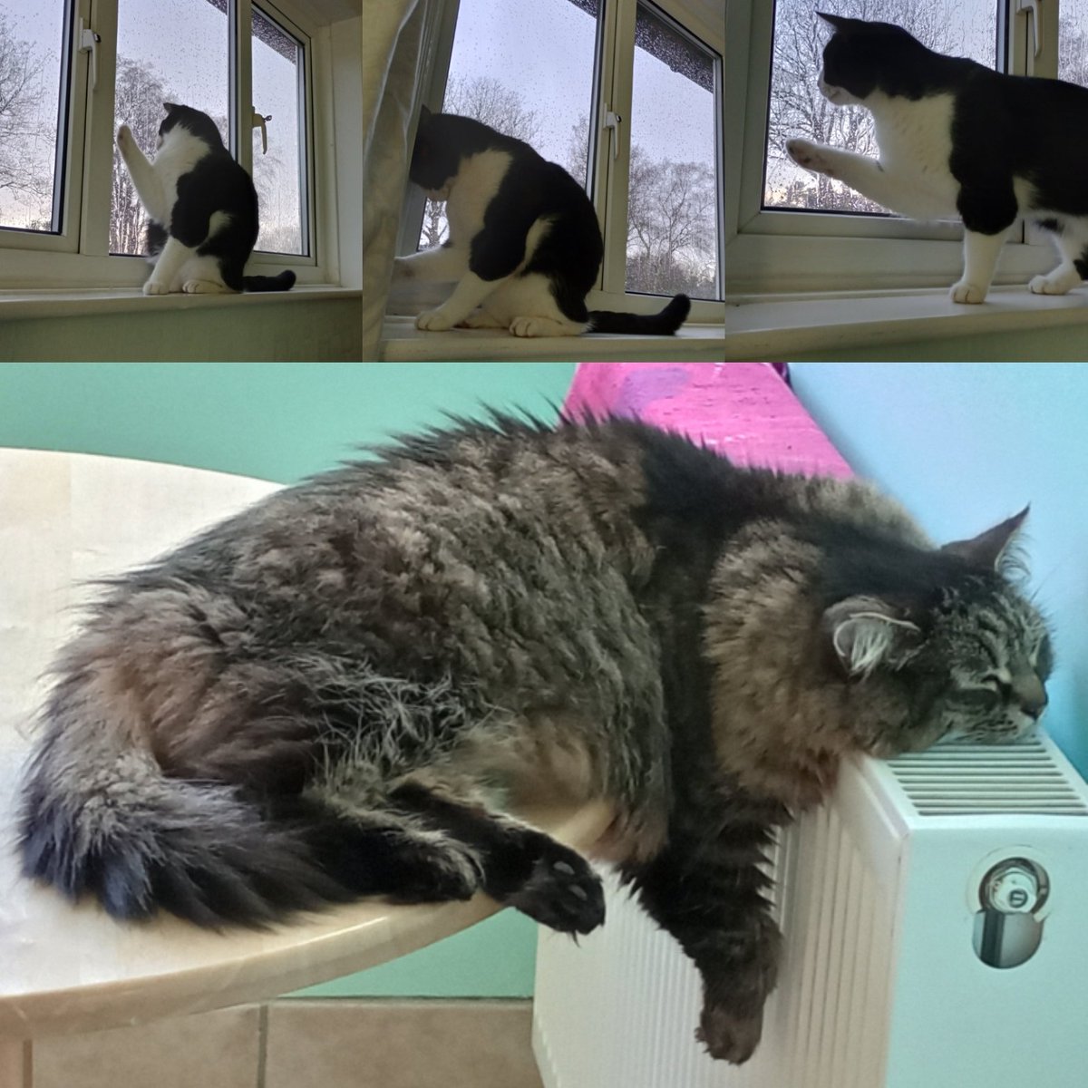 Jessica Rose tweet media