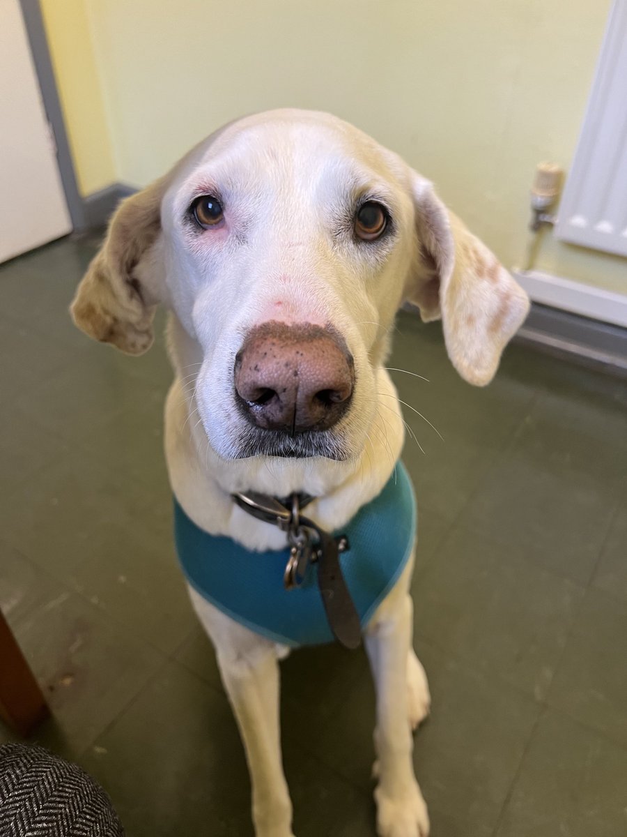 This good boy just sat nicely for the vet, looked him in the eyes, and let out a very long, slow, musically squeaky fart.