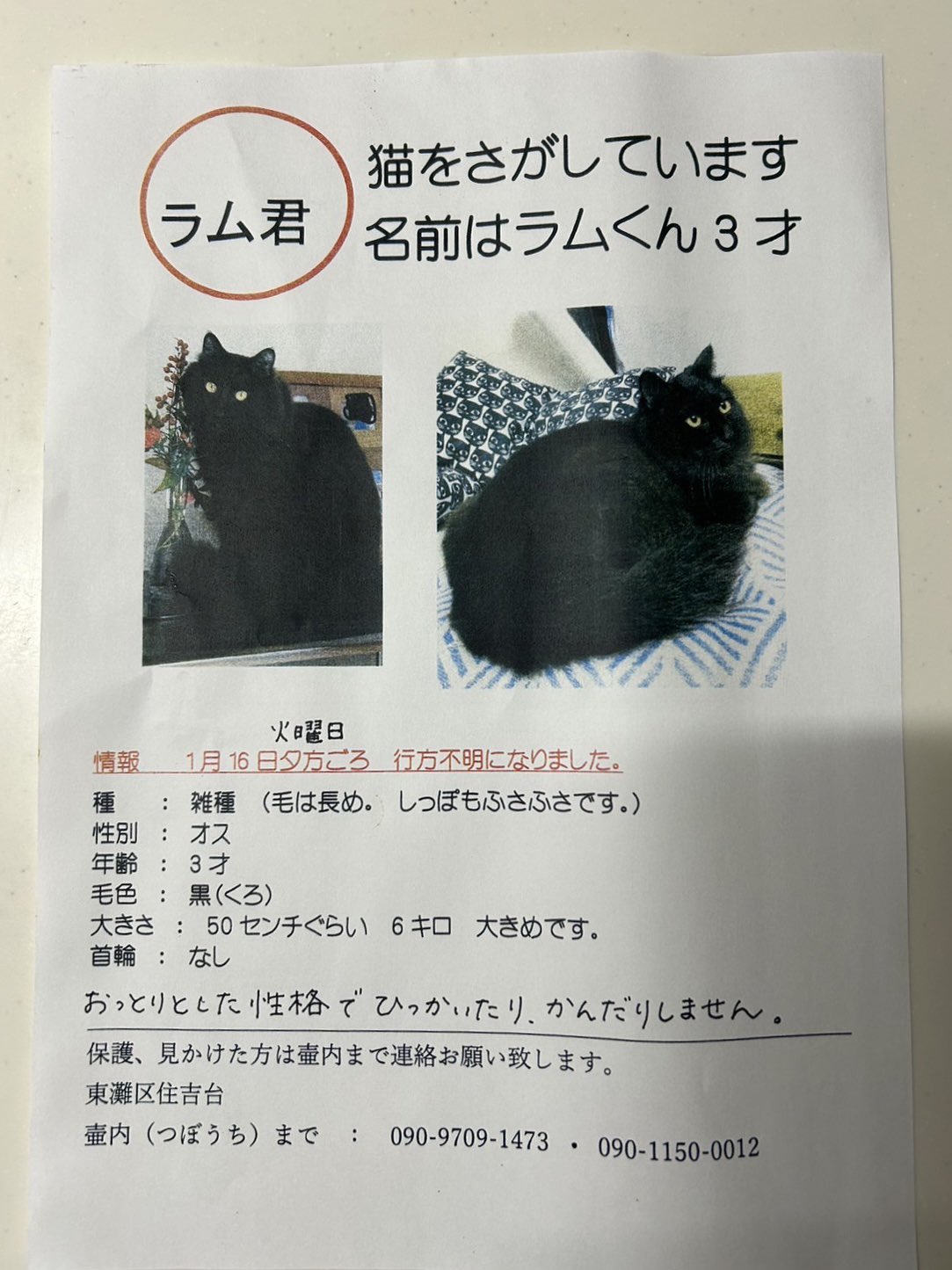 オカメインコのふーちゃん見つかりました