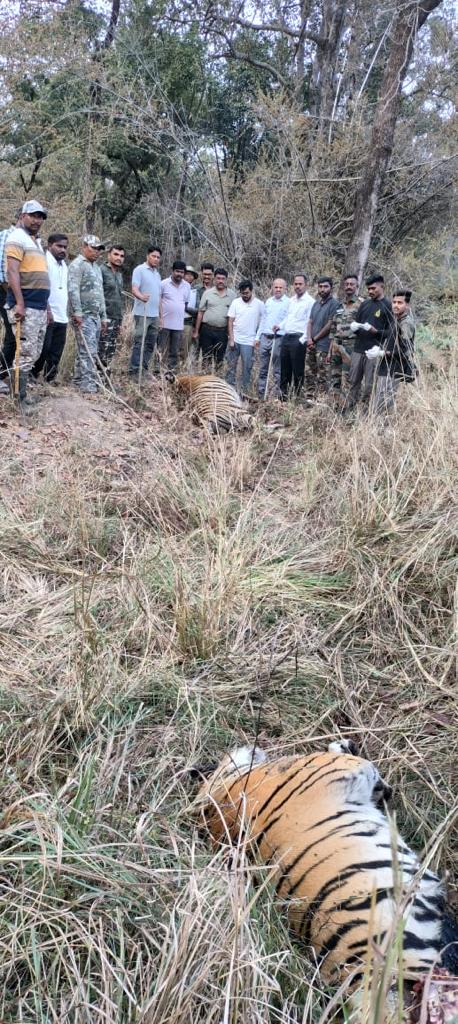 #Tigers dying at great speed. Two tigers found dead in #Kolsa range of #Tadoba in territory fight. #Mah #tiger toll 4 in last 7 days. Last year, 53 tigers died in the state. @mieknathshinde @Dev_Fadnavis @SMungantiwar @byadavbjp @ntca_india @etadoba @parthamaitra131 @SPYadavIFS