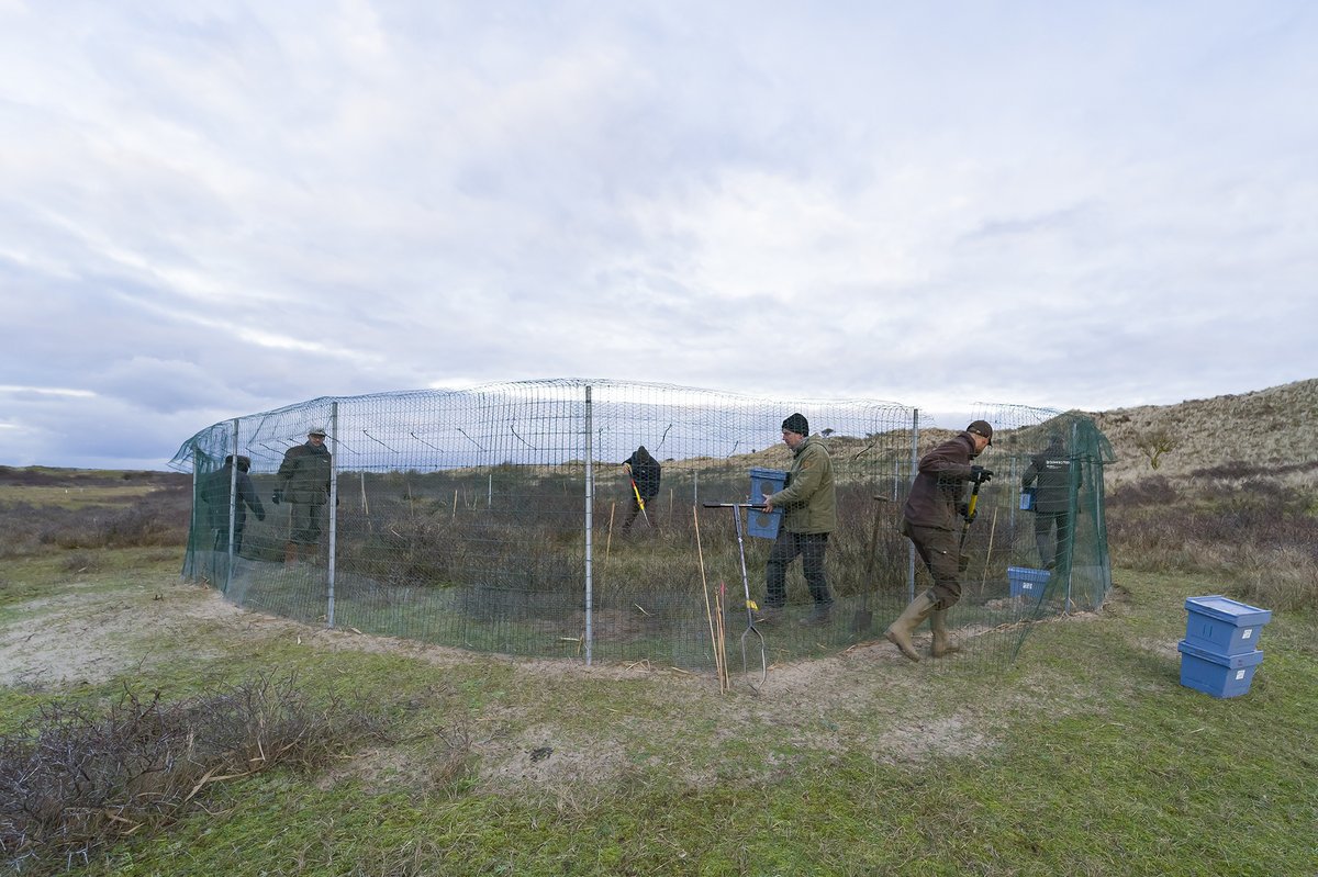 boswachterawd's tweet photo. Vandaag hebben we de warandes opengezet zodat de konijnen de wijde AWD in kunnen trekken. Ze komen uit een Zuid-Hollands natuurgebied waar ze met te veel waren. Welkom gravende en grazende konijnen!
#natuurherstel #biodiversiteit #duingrasland #openduin https://t.co/em4PjFQybi