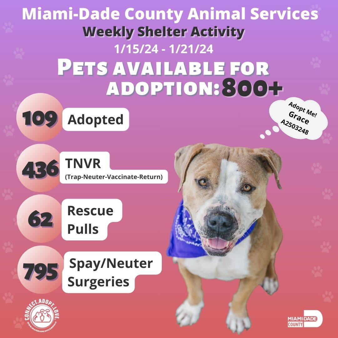 Numbers that warm our hearts! Our stats report paints a vivid picture of the compassion and dedication at the core of Miami-Dade County Animal Services #AdoptDontShop #MiamiShelter #TNVR #Rescue #SpayNeuter #ShelterPets #ShelterCat #ShelterDog #LoveForPets