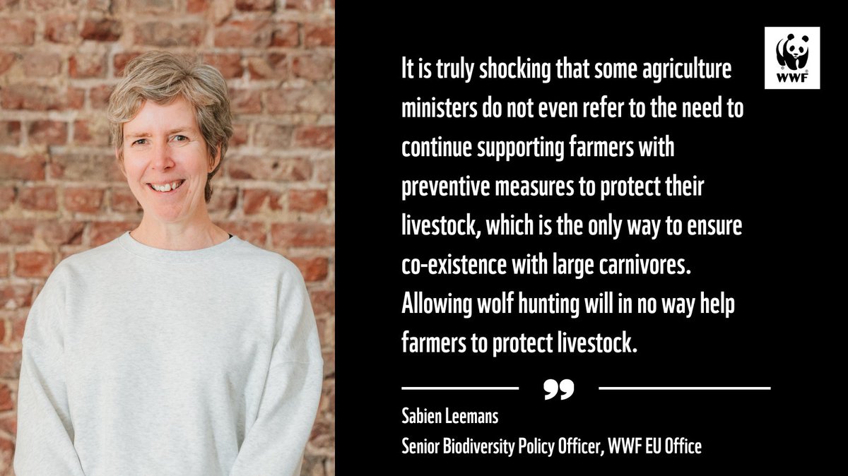 Before tomorrow's #AGRIFISH Council, nine EU agriculture ministers sent a special note on the wolf.

They already lobby (!) to lower the protection status of not only the wolf but other large carnivores too.

👇 @SabienLeemans comments on their failure to truly support farmers: