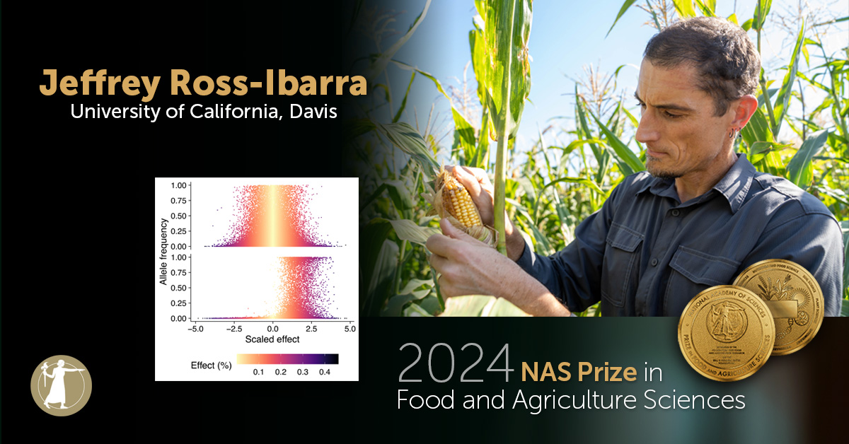National Academy of Sciences (@thenasciences) on Twitter photo Congratulations to Jeffrey Ross-Ibarra (<a href="/jrossibarra/">Jeffrey Ross-Ibarra</a>) of @UCDavis, recipient of the 2024 NAS Prize in Food and Agriculture Sciences! He is recognized for his studies on the evolutionary genetics of maize. Read more: bit.ly/agriculture-pr… #NASaward #agriculture #genetics Congratulations to Jeffrey Ross-Ibarra (<a href="/jrossibarra/">Jeffrey Ross-Ibarra</a>) of @UCDavis, recipient of the 2024 NAS Prize in Food and Agriculture Sciences! He is recognized for his studies on the evolutionary genetics of maize. Read more: bit.ly/agriculture-pr… #NASaward #agriculture #genetics