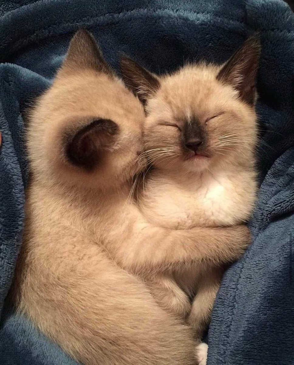 Kitty archives ♡ (@puppierz) on Twitter photo 