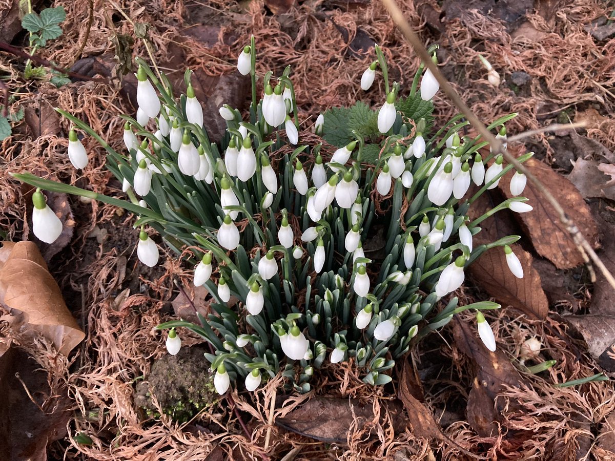 Raising their little white heads in clumps around the garden.
#snowdrops #springbulbs