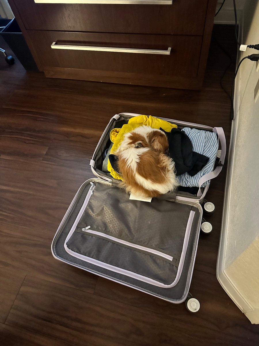 RealDogFlutie's tweet photo. #doghack - fall asleep in mommy’s suitcase and she cannot leave you behind! https://t.co/qHOExfTK2o