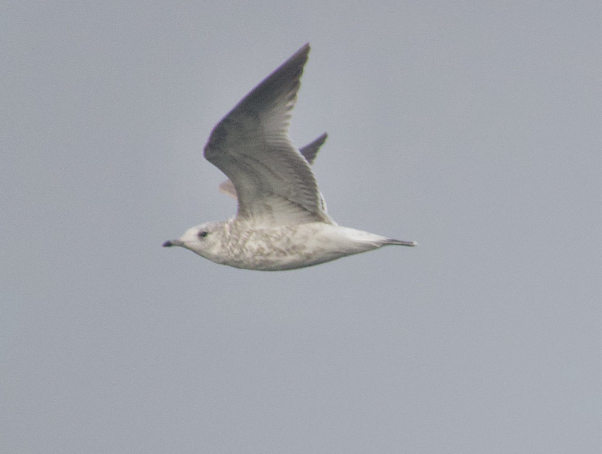 Nickyberllan's tweet photo. ⁦@LisvaneLlanRes⁩ an infrequent visitor is the common gull (common is more related to their nesting location rather than there numbers) #glambirds https://t.co/Zn3YyQzIAz