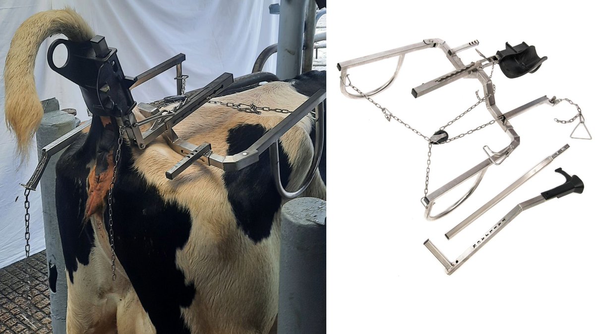Tail_Jack_'s tweet photo. Thanks to Agriland for the great article on the Tailjack. Been a busy week of orders as people get their Tailjack to deal with fresh heifers. https://t.co/1RHllUm40o https://t.co/vqbbC3veId