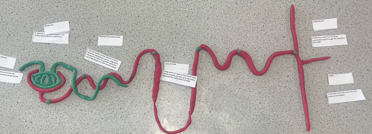 ElthamCSTEM's tweet photo. Our year 10 students produced some stunning models of the nephron in biology today #kidney #STEMeducation https://t.co/mwUnUp5CkH