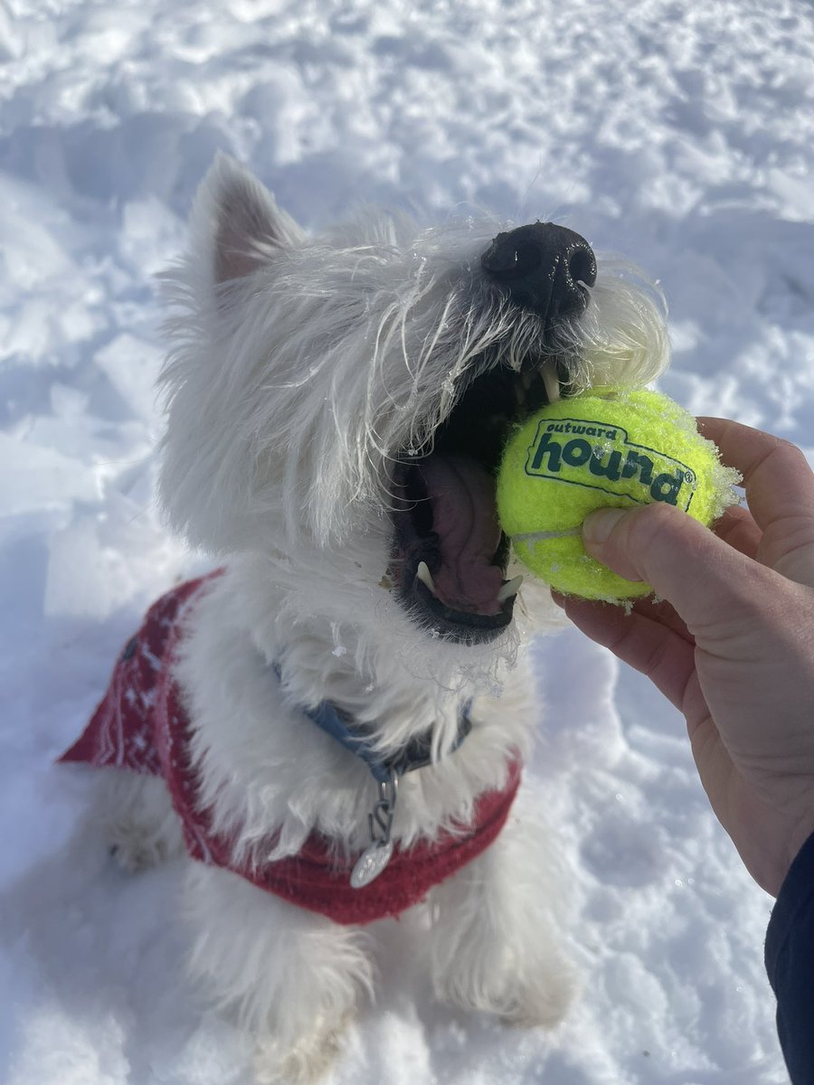 Brockie0000's tweet photo. Happy Monday Friends!! The ☀️ is shining!! #mondaythoughts #dogs #snowstorm #Tennessee #10picks #outwardhound #eastennessee @wbir @WBIRWeather @outwardhound_ https://t.co/dWtC70dO6j