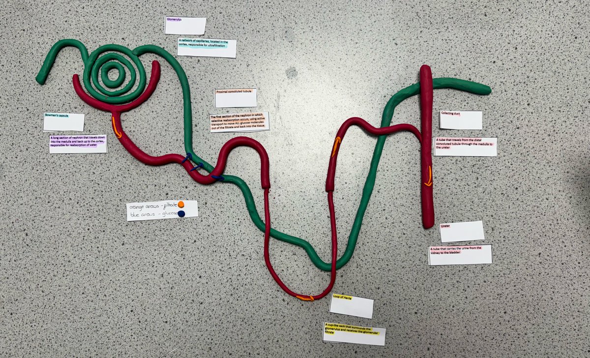 ElthamCSTEM's tweet photo. Our year 10 students produced some stunning models of the nephron in biology today #kidney #STEMeducation https://t.co/mwUnUp5CkH