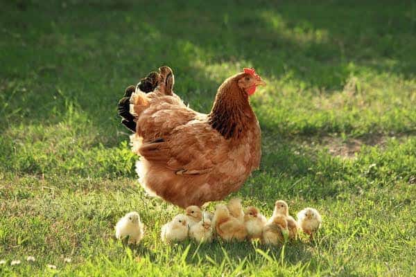 The only mother in the whole world that takes care of her children without bothering the father. Long live mother hen😍😍