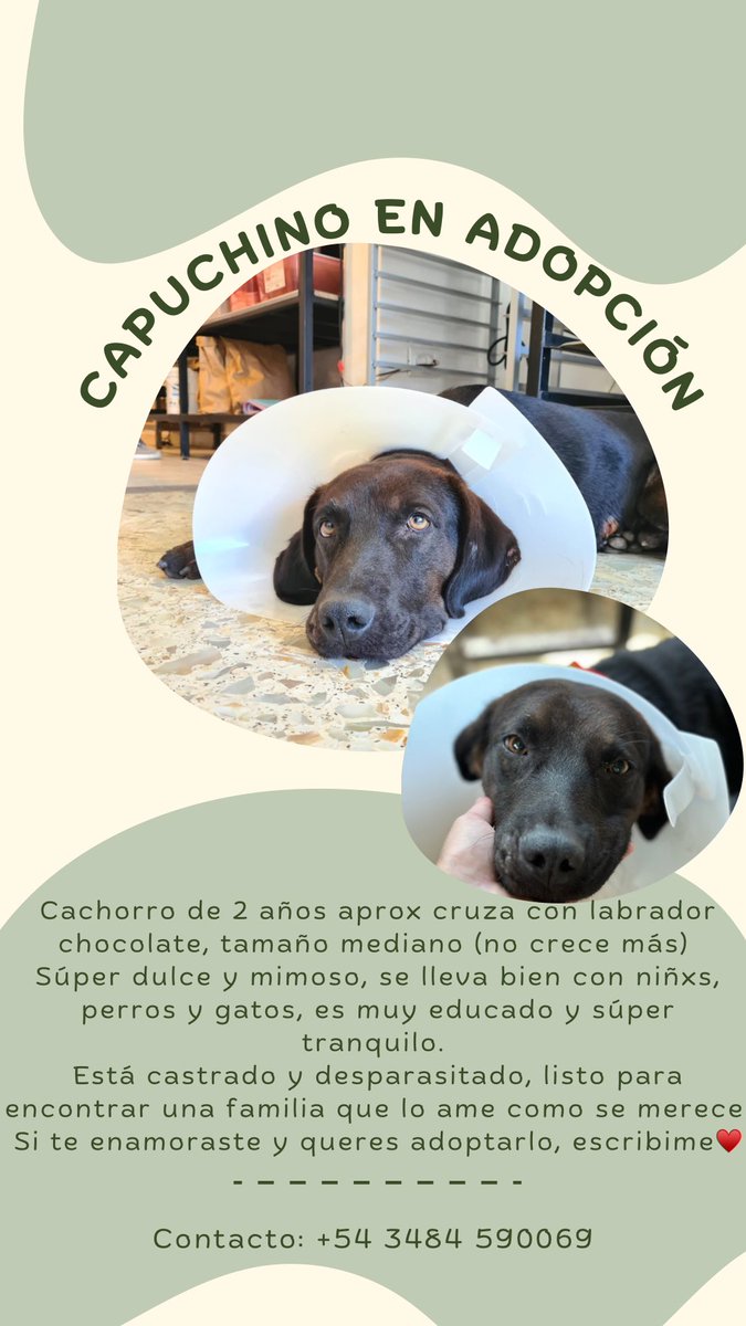 laroccamarr's tweet photo. twitter es servicio así que rt porfis para encontrarle familia a capu♥️ https://t.co/90stiVlUp8
