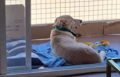 patripeyrou's tweet photo. Nino fue adoptado y su dueño Se enfermo La familia no puede tenerlo ,nos dieron dos días para encontrar un hogar Es adulto un santo y no queremos pensiones para el Ya estuvo 3 años y la paso mal Un hogar para este amor 1536940968 https://t.co/74kCPjQVqc