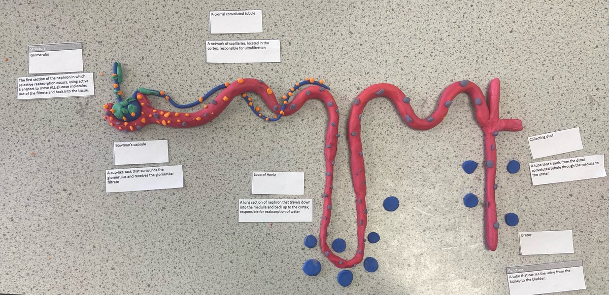 ElthamCSTEM's tweet photo. Our year 10 students produced some stunning models of the nephron in biology today #kidney #STEMeducation https://t.co/mwUnUp5CkH