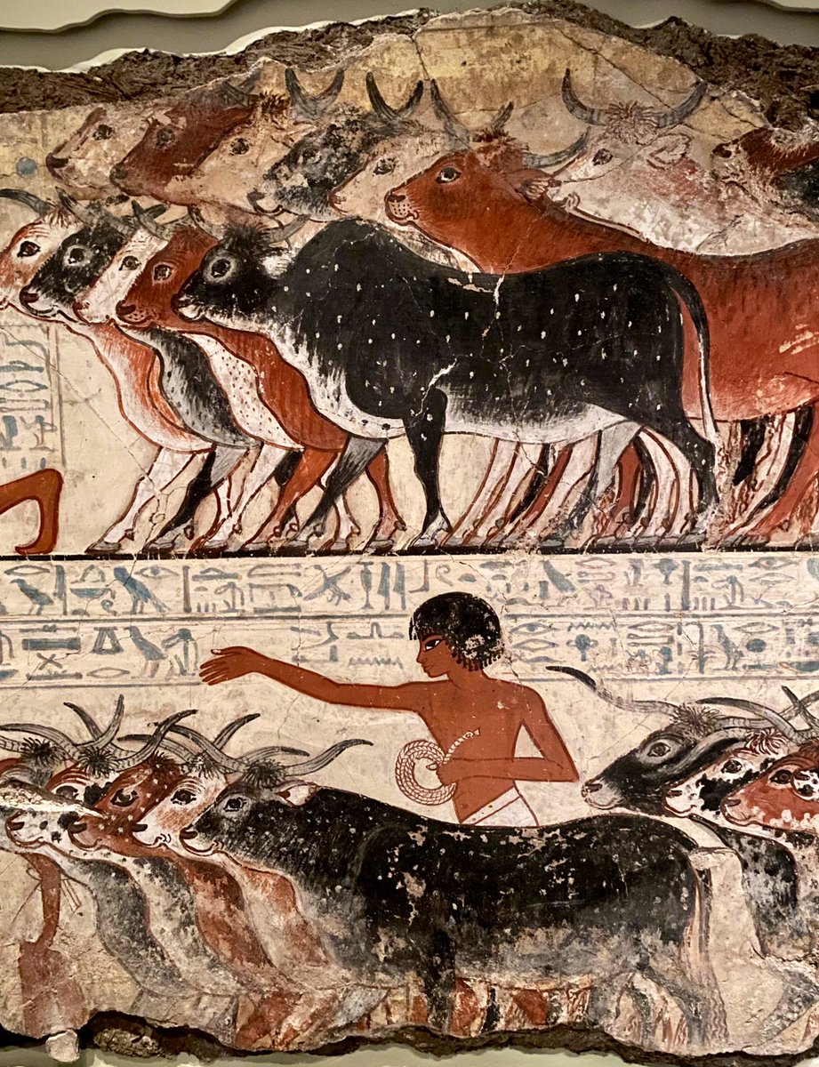 Re-encountering the wonderful Nebamun tomb paintings in my stroll around the @britishmuseum yesterday. This fragment depicting herdsmen and cattle is among my favourites. #ancientegypt #arthistory #egypt #egyptology #painting