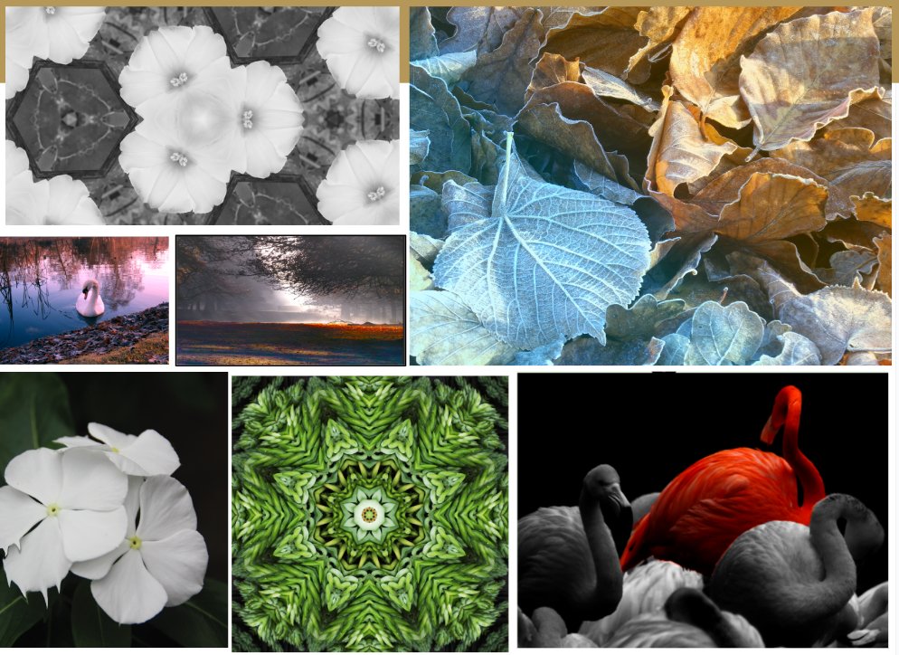 BroadoakSch's tweet photo. 📸 Captivating glimpse into the beauty of our natural world! 🌿 Year 10's photography final for the "Natural World" project is simply breathtaking. 🌍. Keep up the hard work for the Urban project👏 #BOS_work https://t.co/UpVA7ihxdF