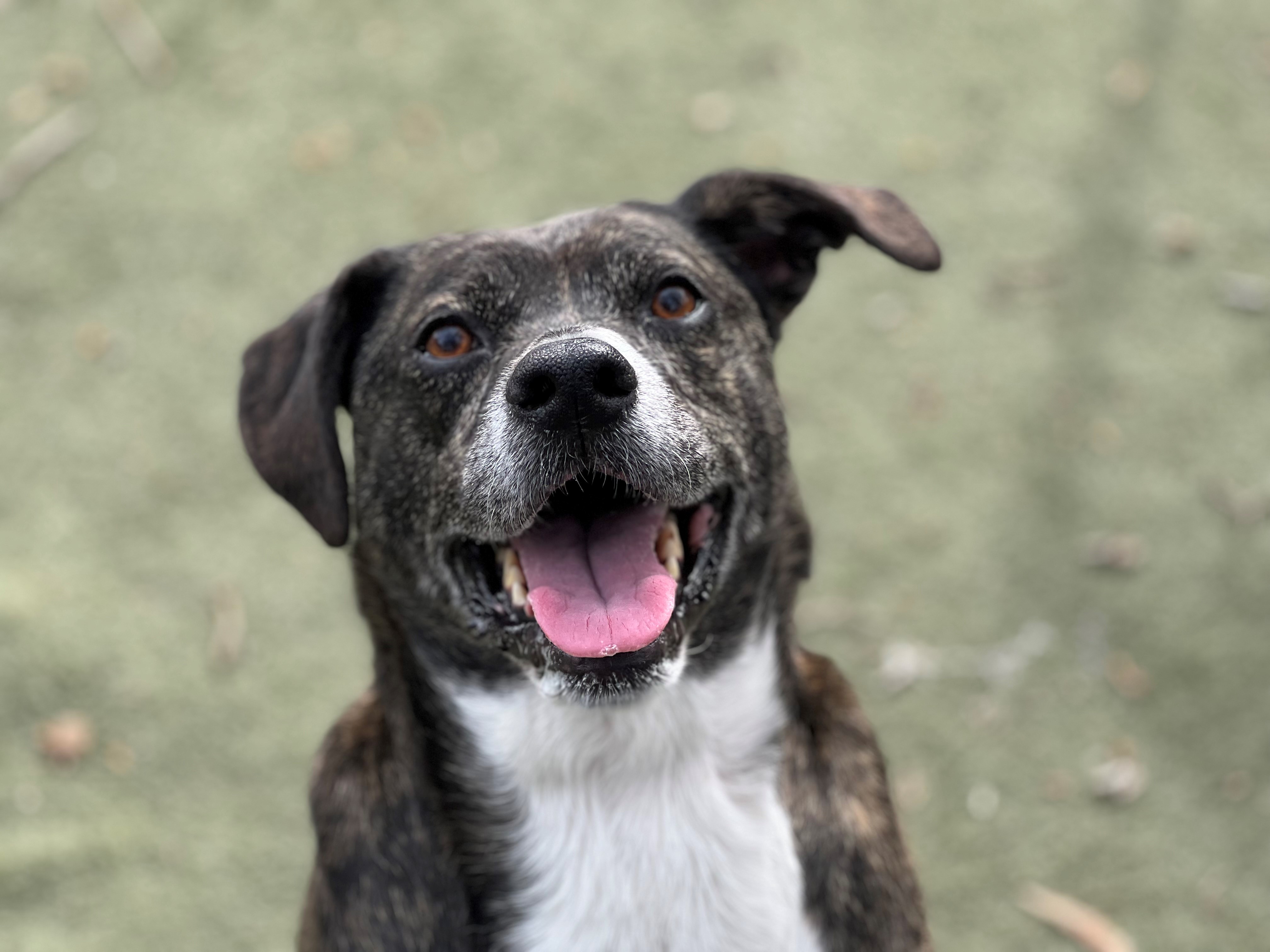Carolina poodle rescue adoptable dogs 2025