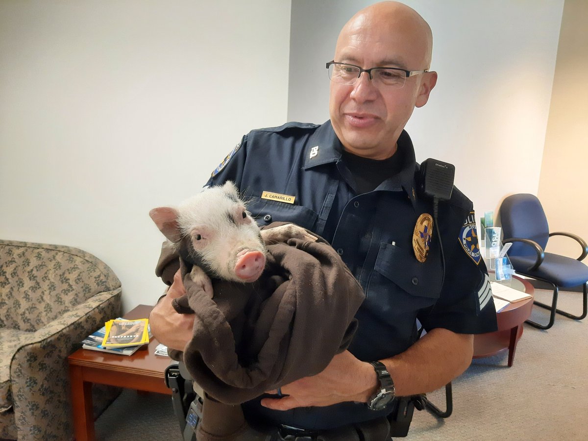 HouChristianU's tweet photo. This little piggy decided to stop by HCU! 🐷 Thanks to Sgt. Camarillo who wrapped it in a blanket and brought it to the police the piggy was jailed - for his own safety. After a sumptuous lunch and nap, piggy was re-homed to a farm where an older blind pig brother awaits him. https://t.co/PttOlWVF7M