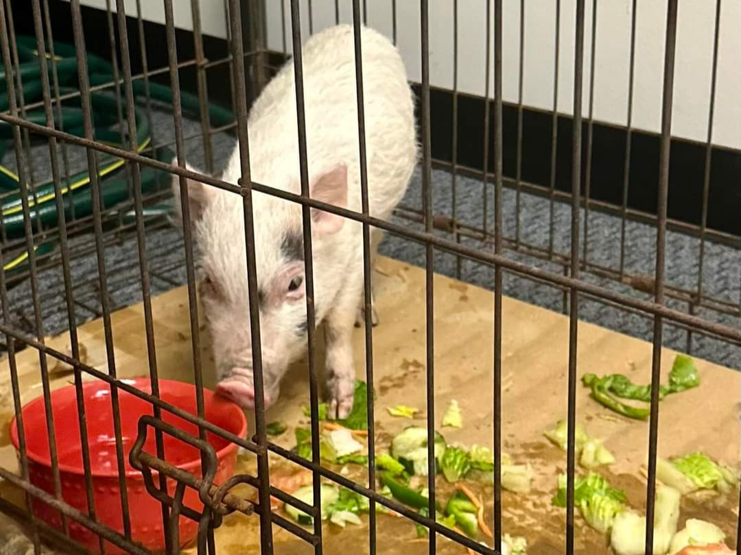 HouChristianU's tweet photo. This little piggy decided to stop by HCU! 🐷 Thanks to Sgt. Camarillo who wrapped it in a blanket and brought it to the police the piggy was jailed - for his own safety. After a sumptuous lunch and nap, piggy was re-homed to a farm where an older blind pig brother awaits him. https://t.co/PttOlWVF7M