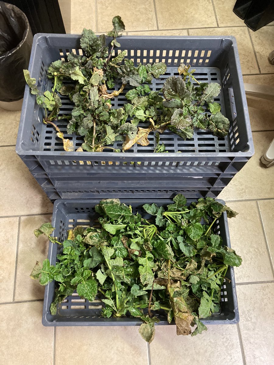 BONNIN1402's tweet photo. @BMitard @terresinovia @SyngentaFrance @terresoleopro @TerrenetFR Est ce que j’ai ramené mon Complice du colza charentais, qui ne bénéficie pas de dérogation pour faire un Berlèse?
Est ce que j’ai re-prélevé @OlivierCOSTE2 une parcelle bourguignonne pour évaluer l’évolution larvaire 🐛 ?
#CFSB #Altise #ÇaSentleChou https://t.co/cQIHdOc31i