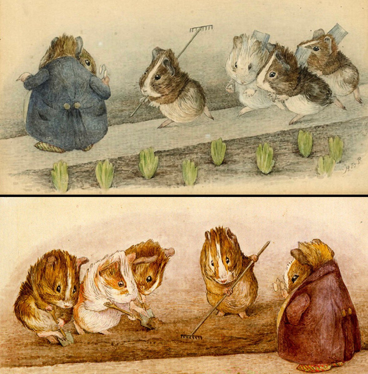 Gardening guinea pigs by Beatrix Potter (1866-1943)