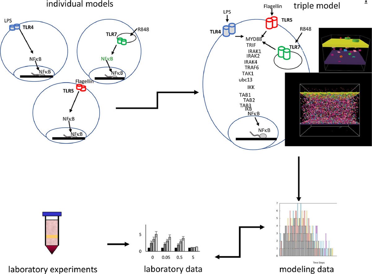 A new research article was published in ImmunoInformatics
👇
A computational and experimental approach to studying NFkB signaling in response to single, dual, and triple TLR signaling
sciencedirect.com/science/articl…