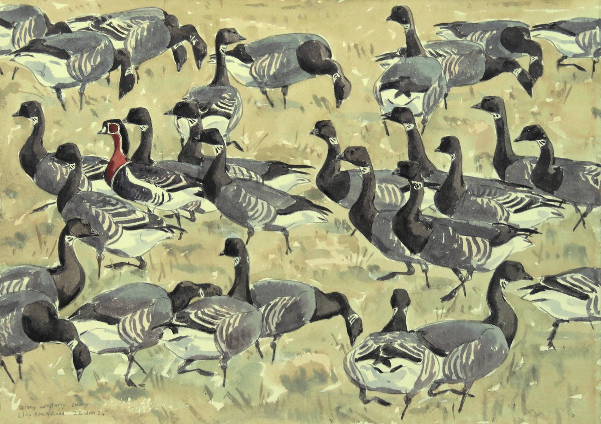 Young Red-breasted Goose with Brent Geese sketched at Cley today - lovely light this afternoon but hard work painting in the strong wind