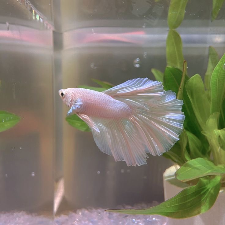 300moods's tweet photo. betta fish https://t.co/1ivEgPkNVF