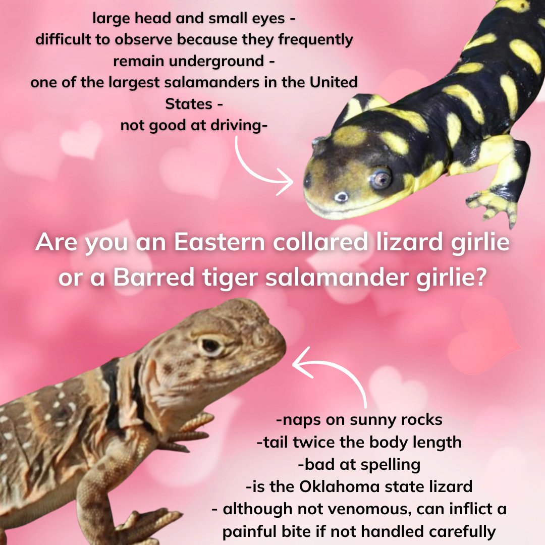 Oklahoma Department of Wildlife Conservation tweet media