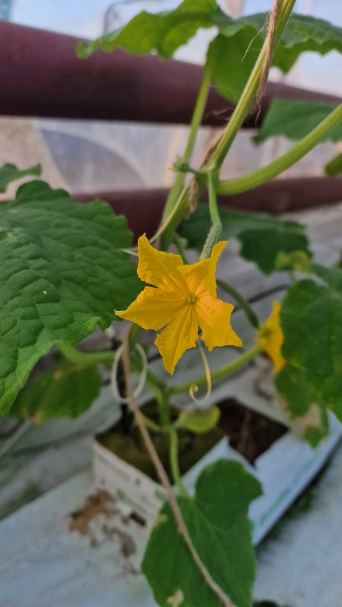 Over the weekend the first flowers of 2024 emerged. Aren’t they beautiful? New season Irish cucumbers are only a few weeks away! 🌼🥒 🥒🥒