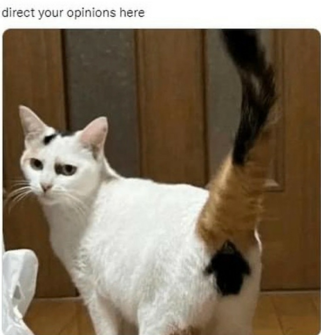 catshealdeprsn's tweet image. ⬆️