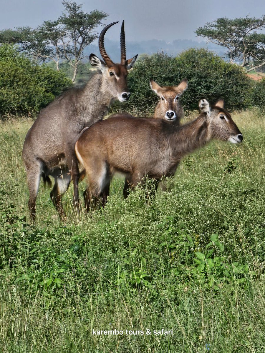 Incredible sightings. Waterbucks at Nairobi National Park. 📷 by Karembo Tours