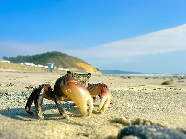 BioGroupers's tweet photo. Happy Monday! Dont be like this guy and have a great week. 

Stay tuned, for some fun trivia later this week! 

#thebiodiversitygroup #savingspeciesoverlooked #crabby #monday https://t.co/vpE2iZEwXo