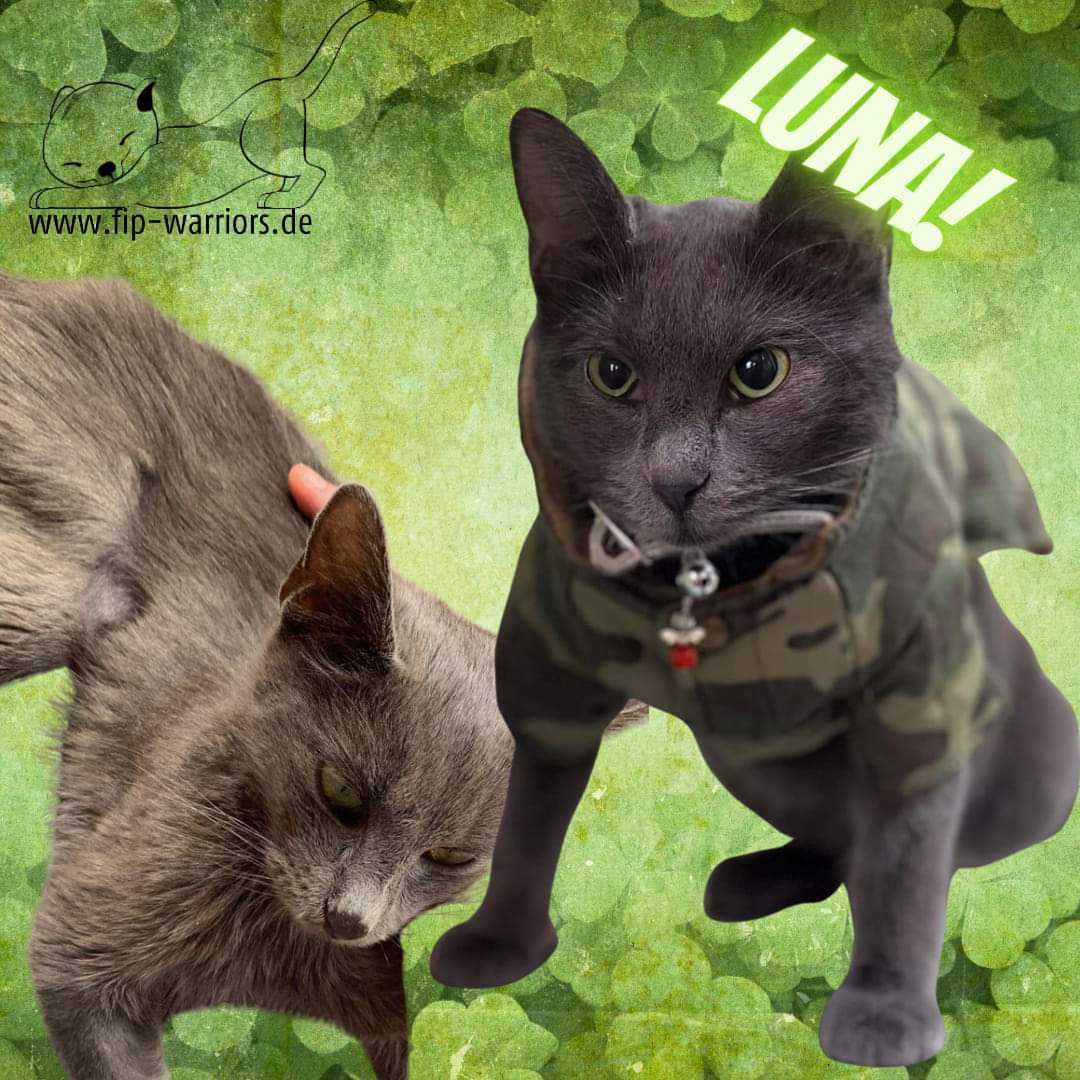FipWarriors's tweet photo. Herrje, wir hängen mit unserer Gratulationsgalerie so hinterher. Heute nochmal ein besonderes Schmankerl. Die Luna - ja, dass ist die gleiche Katze.😳
Herzlich willkommen in der Wartezeit, du Kämpfer!
#fightfip #thereisacure #felineinfectiousperitonitis #neurofip https://t.co/l6ojRxc4J8