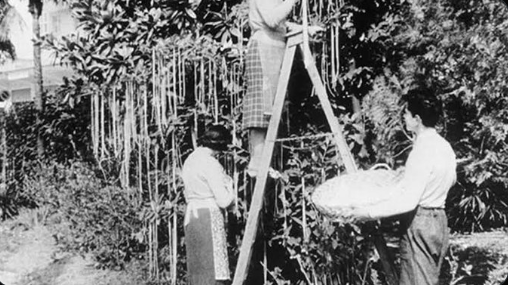 @fasc1nate In 1957, the BBC ran a story about how spaghetti was growing on trees in Switzerland. So many people believed the hoax that the BBC was flooded with calls from people asking how to plant their own spaghetti tree. #MythAndFact