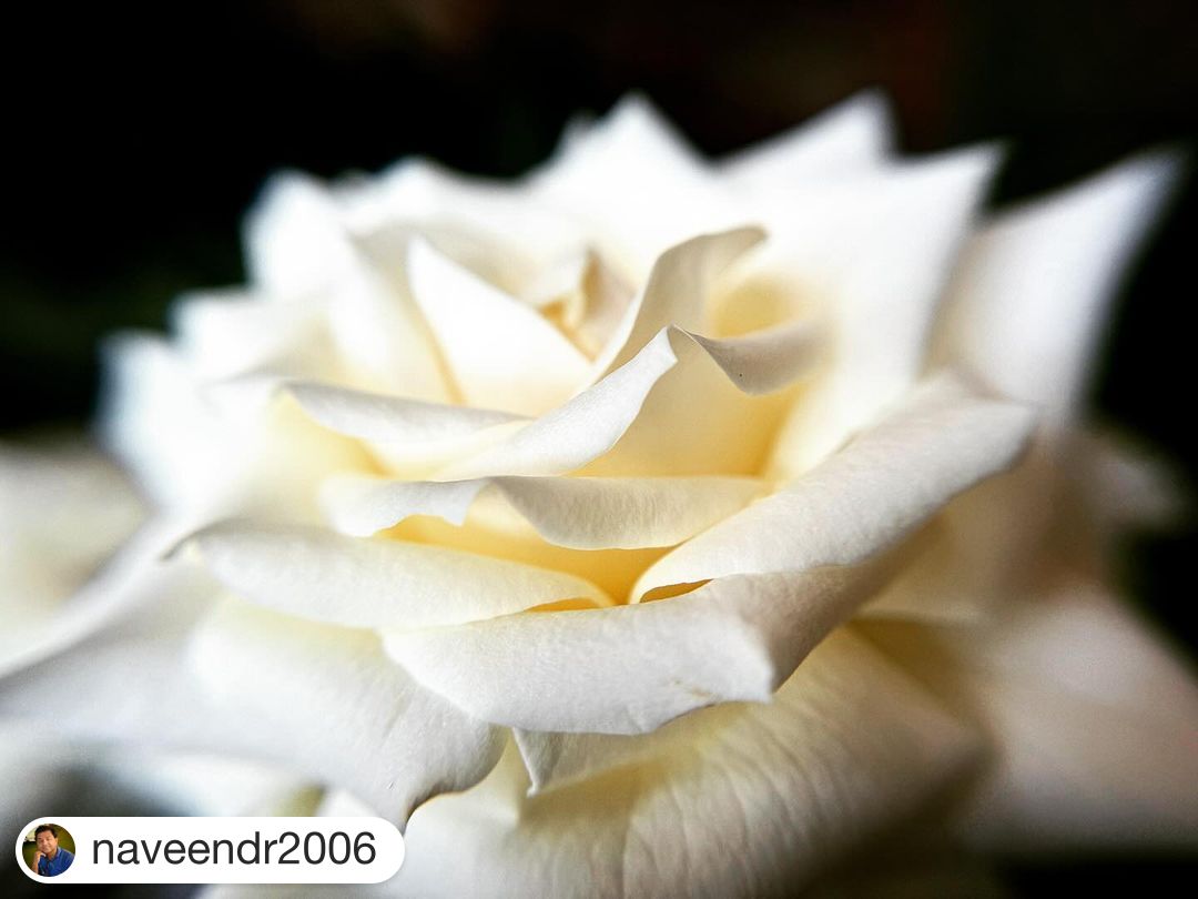 nyip's tweet photo. Absolutely stunning shot by NYIP alum @naveendr2006. 📷🌹
・・・
A beautiful day
#shotoniphone #iphonepa_gallery #iphonephotography #iphoneonly #iphonephotoacademy #iphonenography #nyip #nyipgraduate #forooftheday #photooftheday #naveendr2006 https://t.co/eJARCl25wc