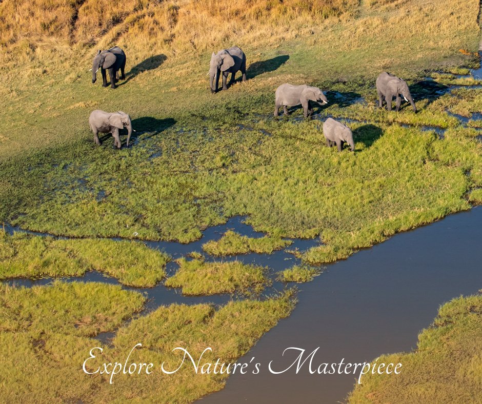 hospafrika's tweet photo. Embark on the ultimate Safari adventure in Botswana! Witness the breathtaking beauty of the Okavango Delta, home to an incredible array of wildlife. https://t.co/uRQNxESgXs