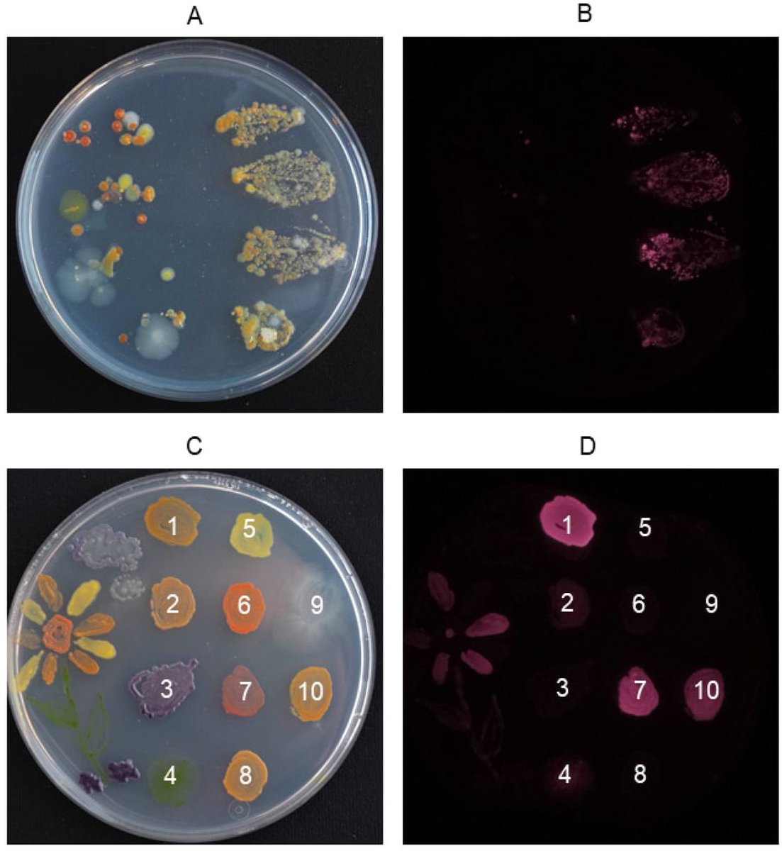 MWNautilus's tweet photo. #NIRis: A low-cost, versatile #OpenSource #3Dprinted #imaging system for #NIR #fluorescence detection of #phototrophic cell colonies used in #science & #education:
-#UV-induced near-#infrared fluorescence detection
https://t.co/nBQTJhpDWm
#DIYbio #lab #instruments #STEM #MINT https://t.co/At1bBgvpMU