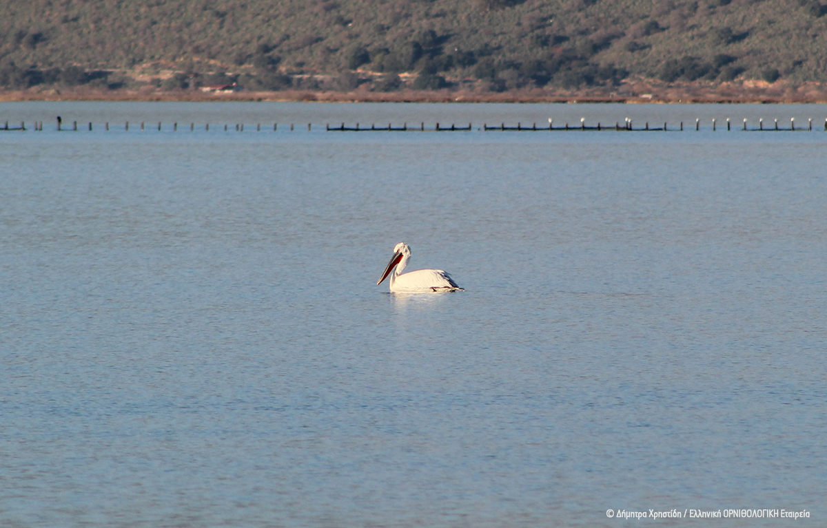 ornithologiki's tweet image. 🔭 Εκατοντάδες παρατηρητές πουλιών έδωσαν και φέτος ραντεβού σε υγρότοπους όλης της χώρας για τις Μεσοχειμωνιάτικες Καταμετρήσεις Υδροβίων Πουλιών #ΜΕΚΥΠ2024. Παρά τη μειωμένη φτερωτή... κίνηση λόγω καλοκαιρίας, ήδη πάνω από το 80% της έκτασης των υγροτόπων έχει καλυφθεί!