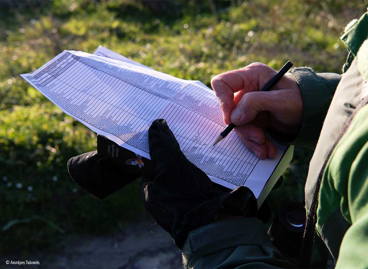 ornithologiki's tweet image. 🔭 Εκατοντάδες παρατηρητές πουλιών έδωσαν και φέτος ραντεβού σε υγρότοπους όλης της χώρας για τις Μεσοχειμωνιάτικες Καταμετρήσεις Υδροβίων Πουλιών #ΜΕΚΥΠ2024. Παρά τη μειωμένη φτερωτή... κίνηση λόγω καλοκαιρίας, ήδη πάνω από το 80% της έκτασης των υγροτόπων έχει καλυφθεί!