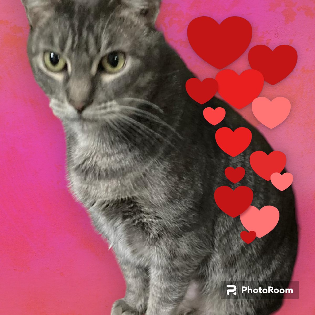 We ❤️ updates from our adopters! Handsome Cuddles is a big boy now. Thriving with his family who loves him dearly. 😻 This is our WHY and wish for them all.

#adopted #happy #content #handsome #rescuecat