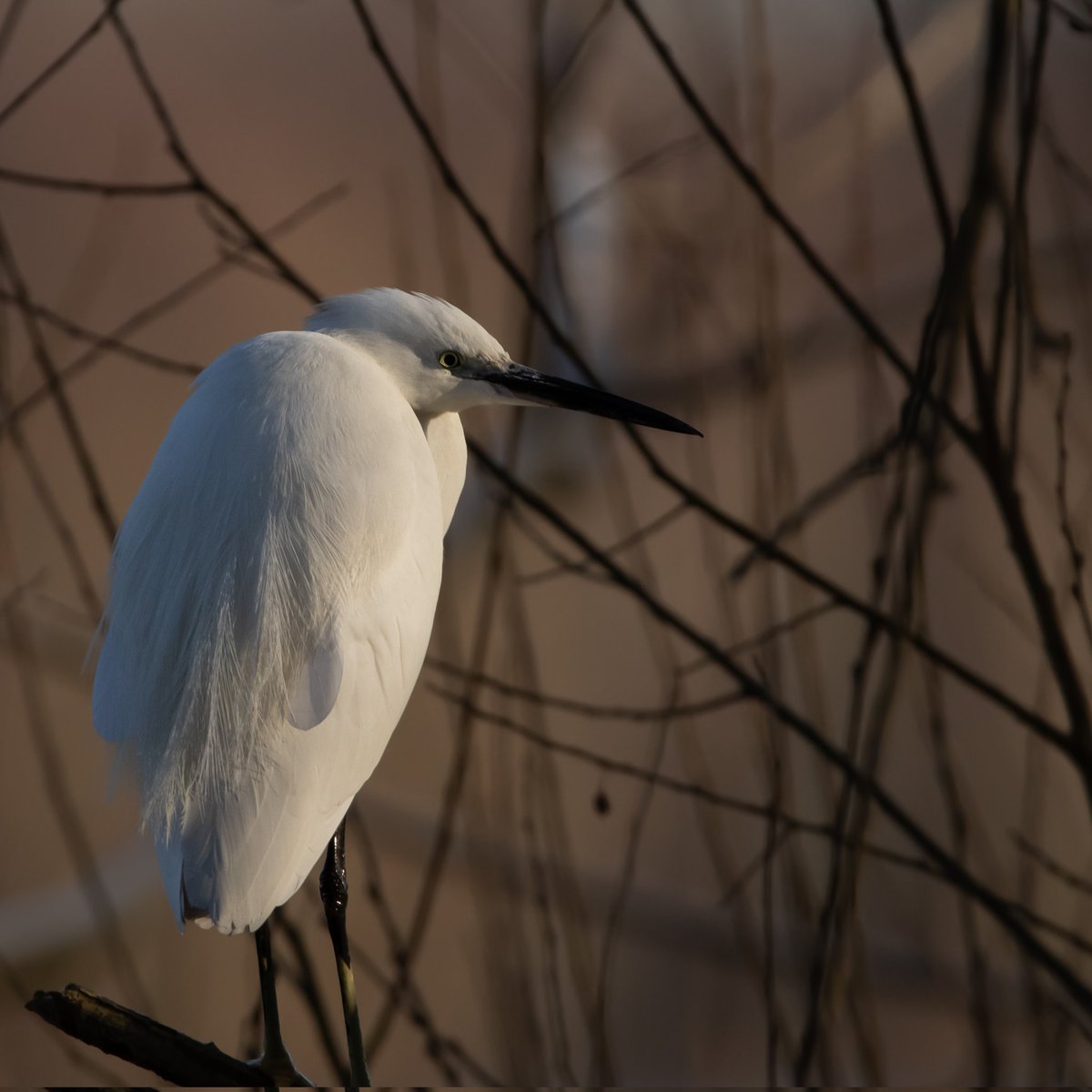 CitrusBirding's tweet photo. A nice Little Egret at Whitlingham Country Park on Friday morning. https://t.co/XGEwa0qgAD